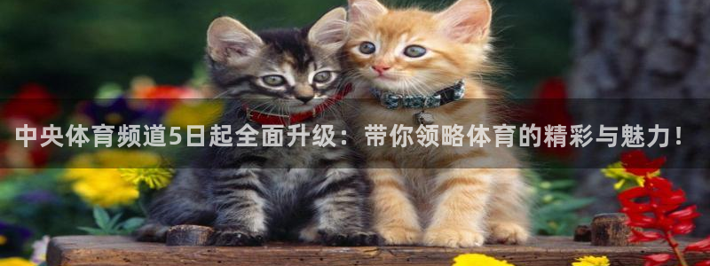 小九直播间现场直播：中央体育频道5日起全面升级：带你领略体育的精彩与魅力！
